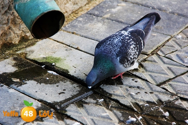 mina2 yaffaj343 (17).jpg